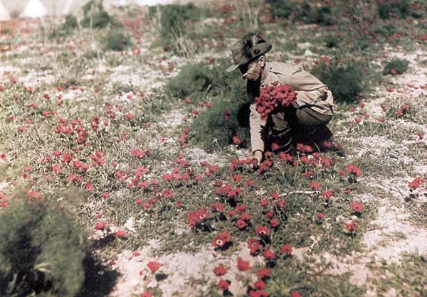 A soldier of the Australian Light Horse Brigade gathers anemones